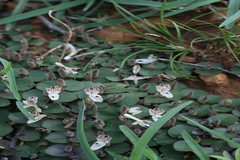 Andrographis serpyllifolia